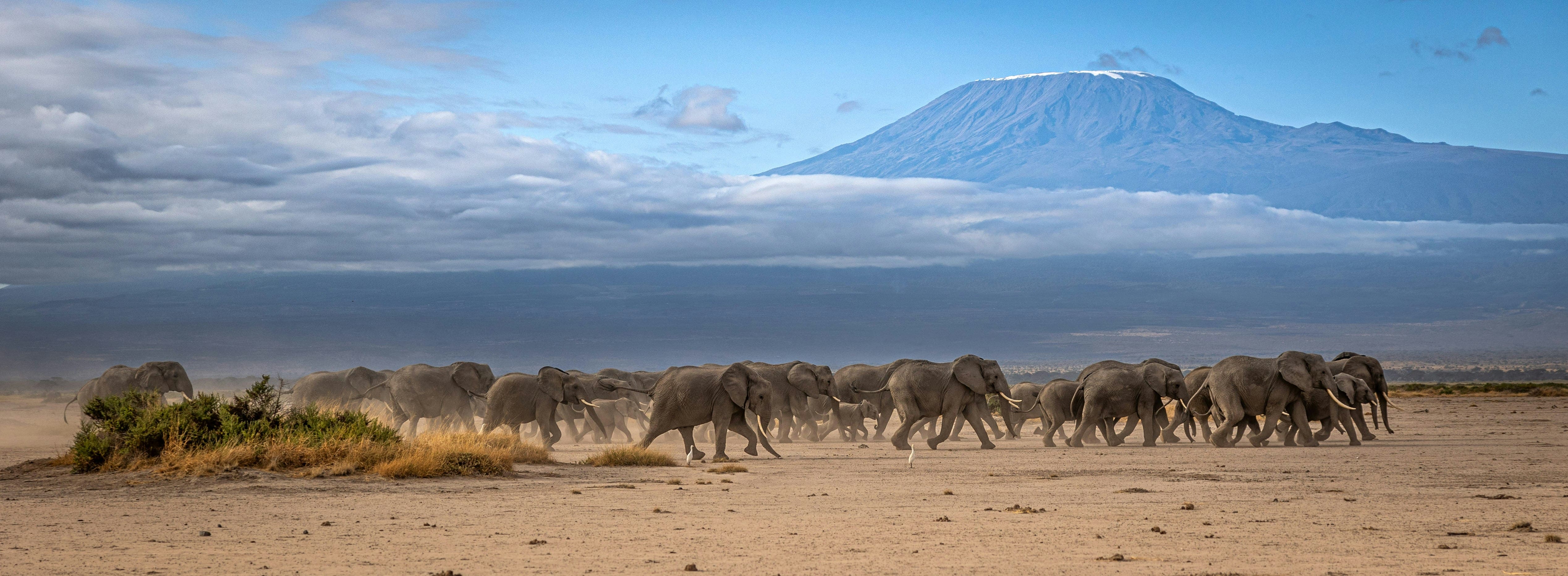 Elephants in Amboseli