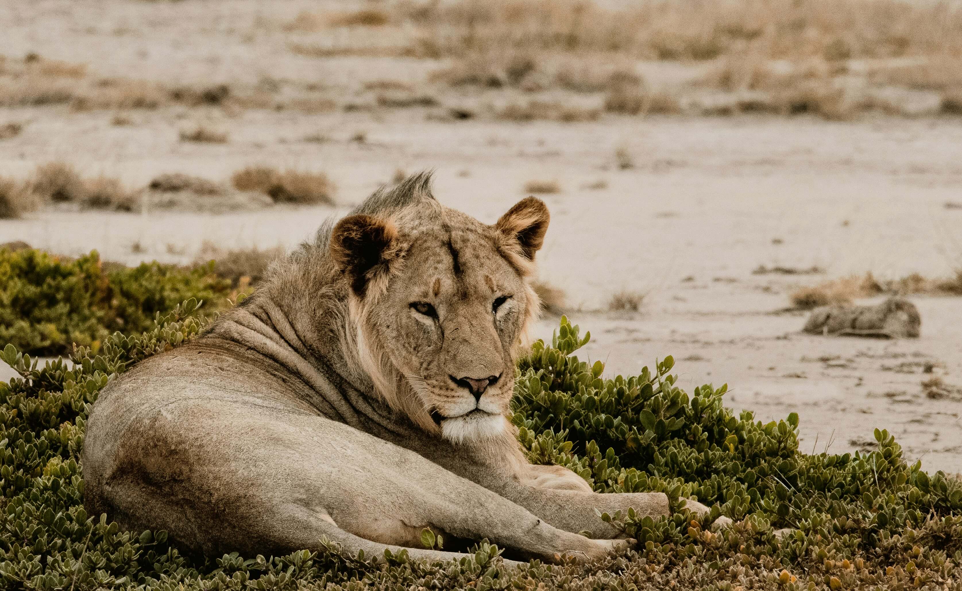 Leopard in Samburu